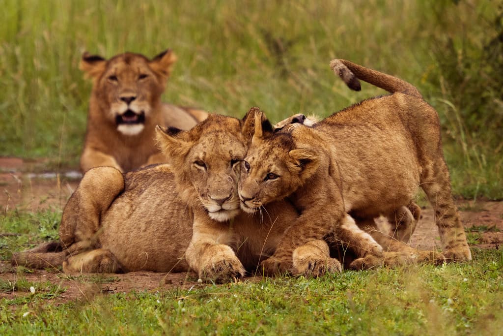 Akagera National Park