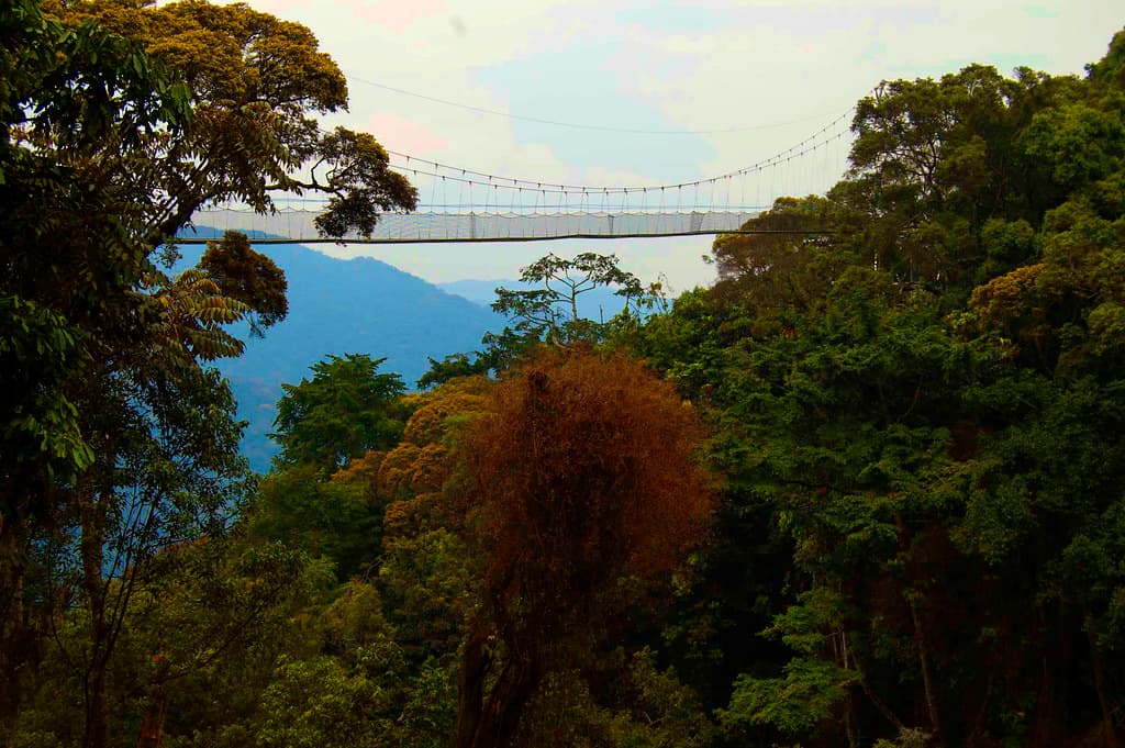 Canopy Walk Adventure
